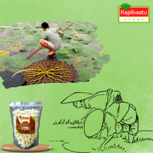 Makhana Harvesting and Processing by Kapilvastu Foods